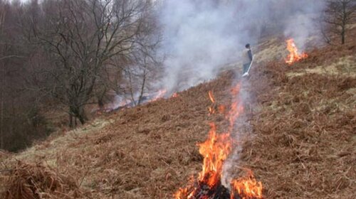 Ecobuage & feux de forêts