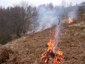 Ecobuage & feux de forêts