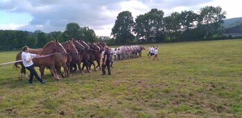 Association des chevaux lourds